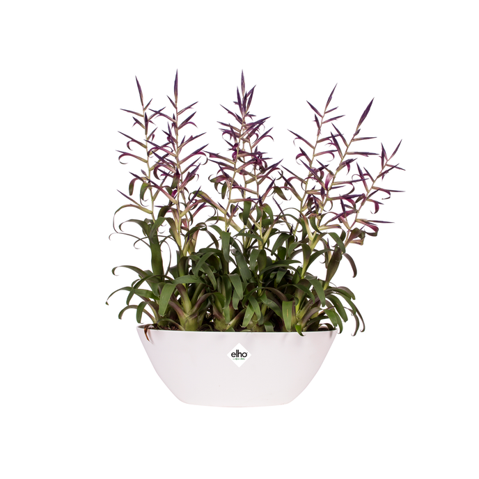 brussels oval 36cm weiss